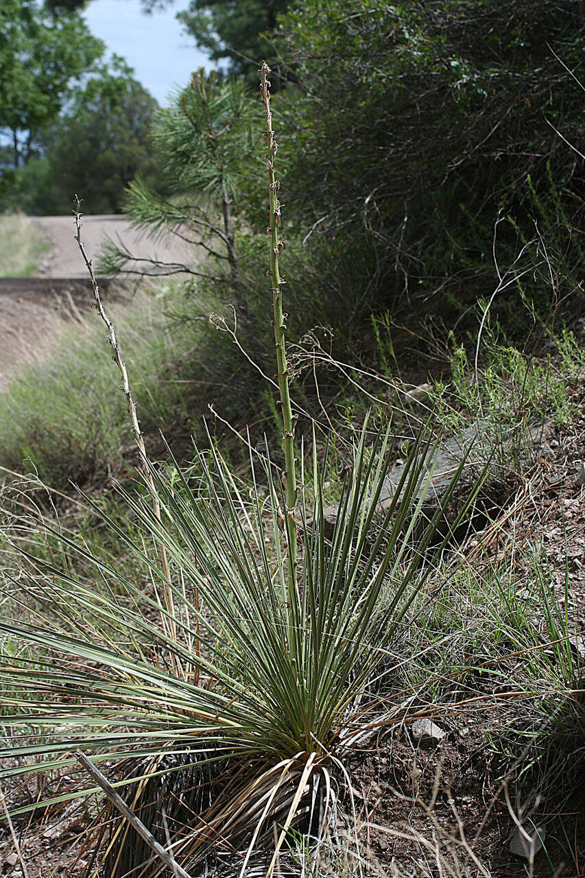 Image of intermediate yucca