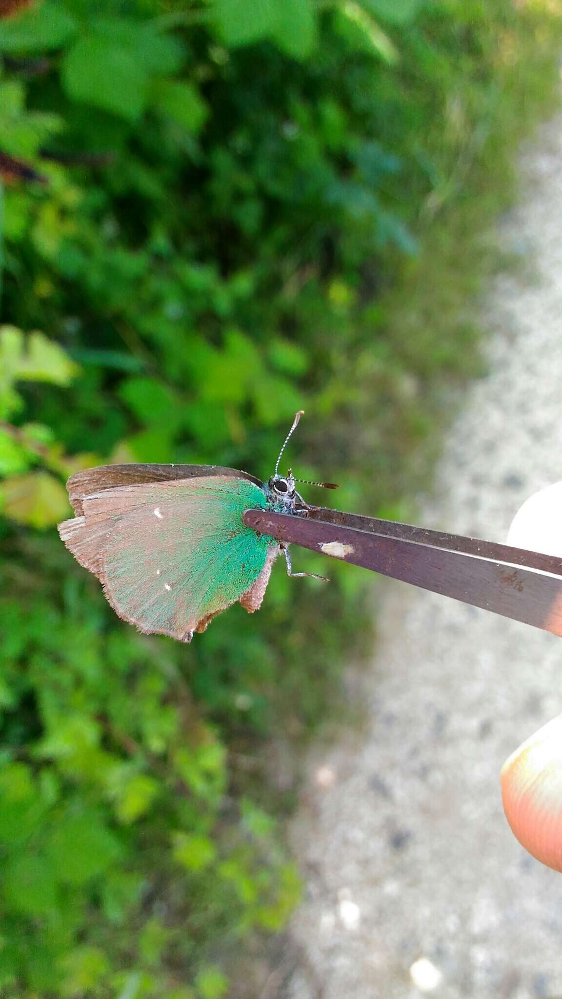 Plancia ëd Callophrys rubi (Linnaeus 1758)