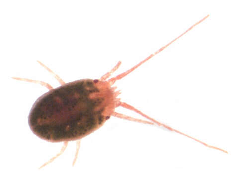 Image of Bryobia