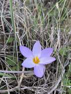 Image of smooth crocus