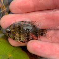 Image of Blackbanded Sunfish