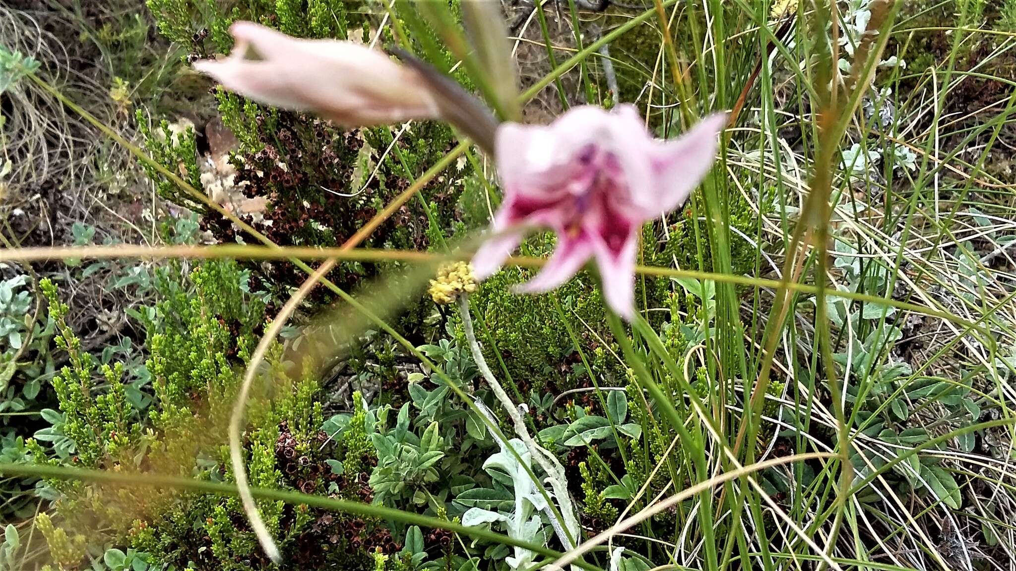 Plancia ëd Gladiolus nigromontanus Goldblatt