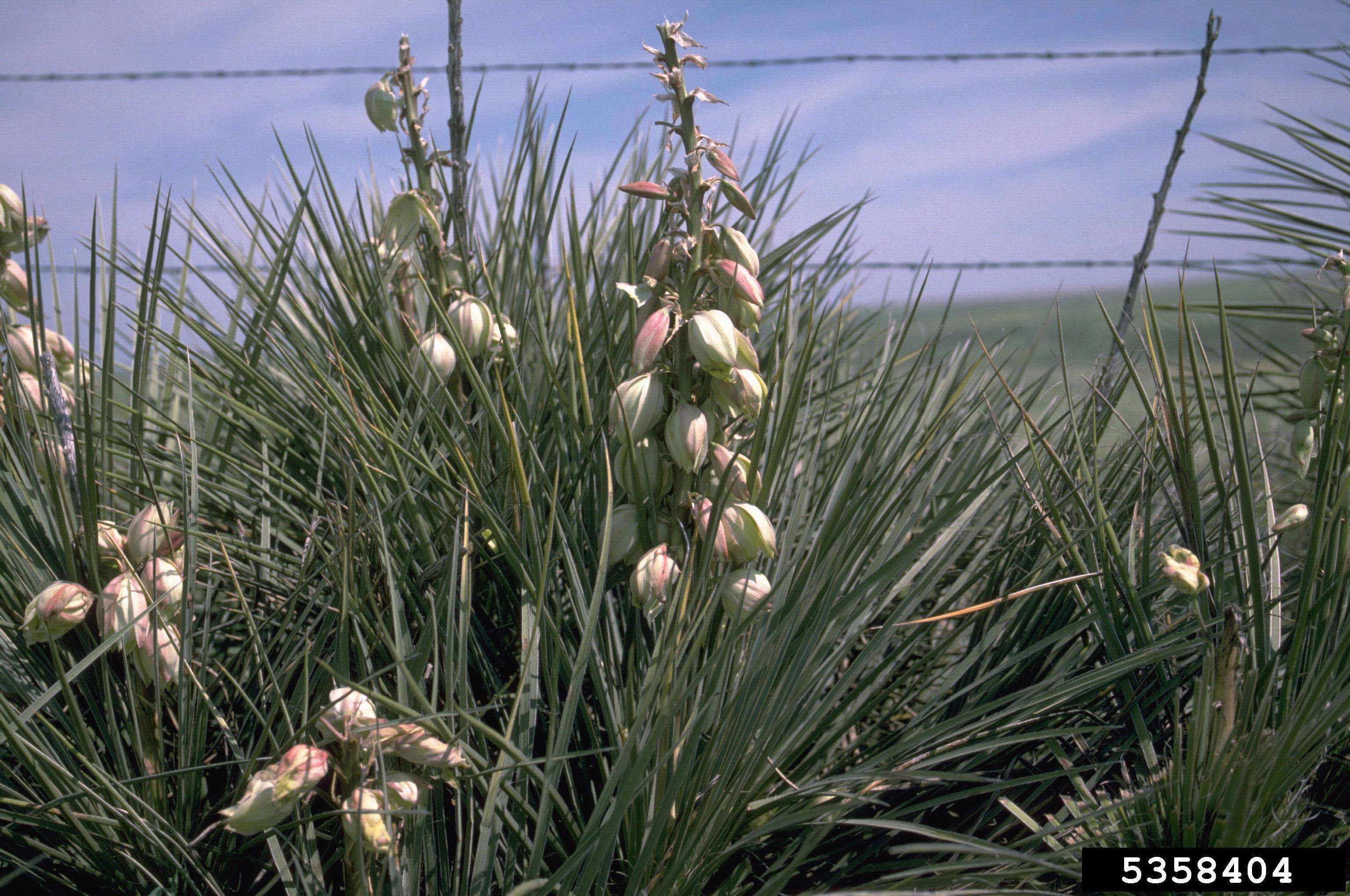 Sivun Yucca glauca Nutt. kuva