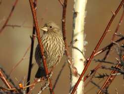 Image of Red-mantled Rosefinch