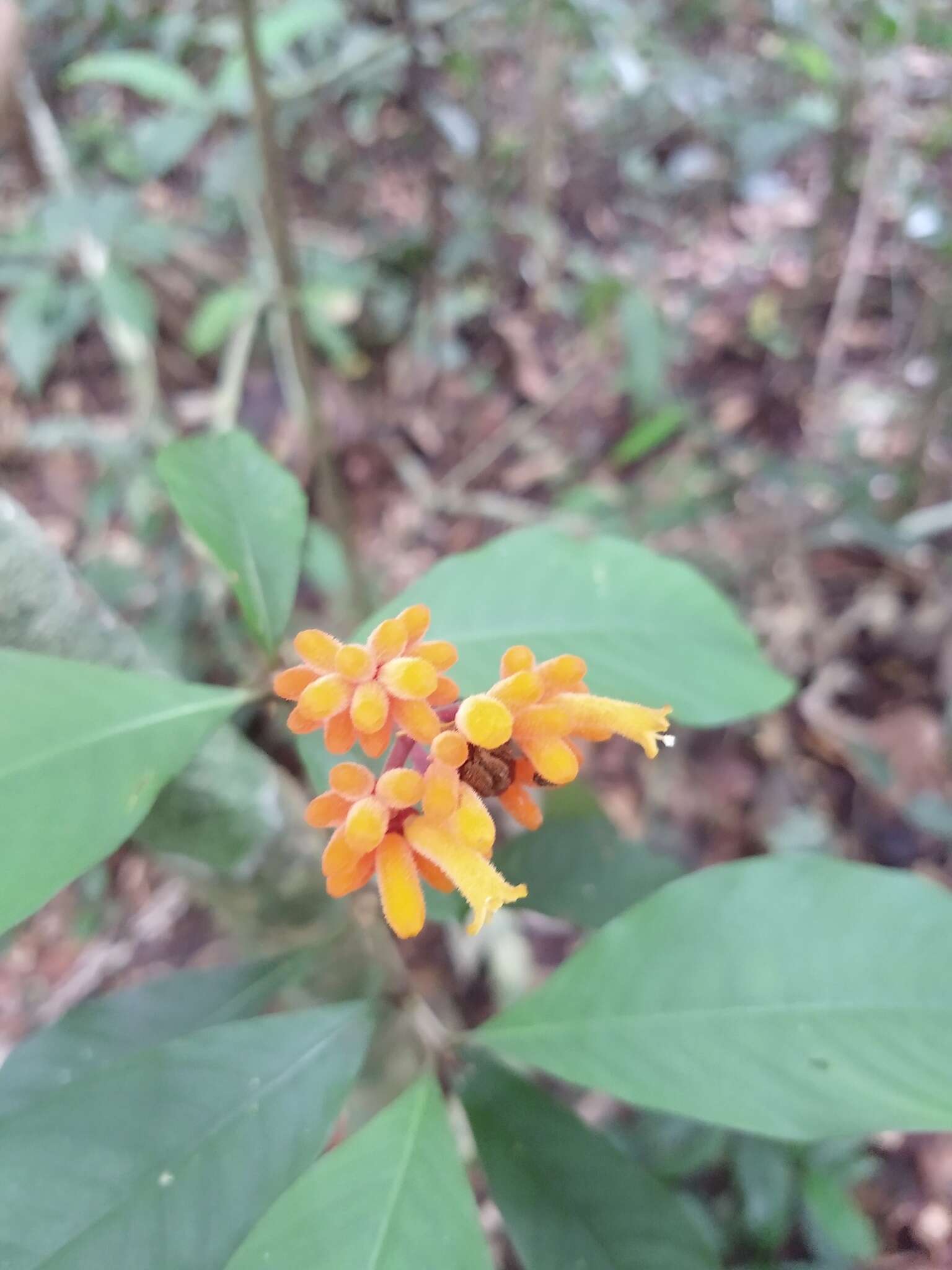 Palicourea fulgens (Müll. Arg.) Standl.的圖片