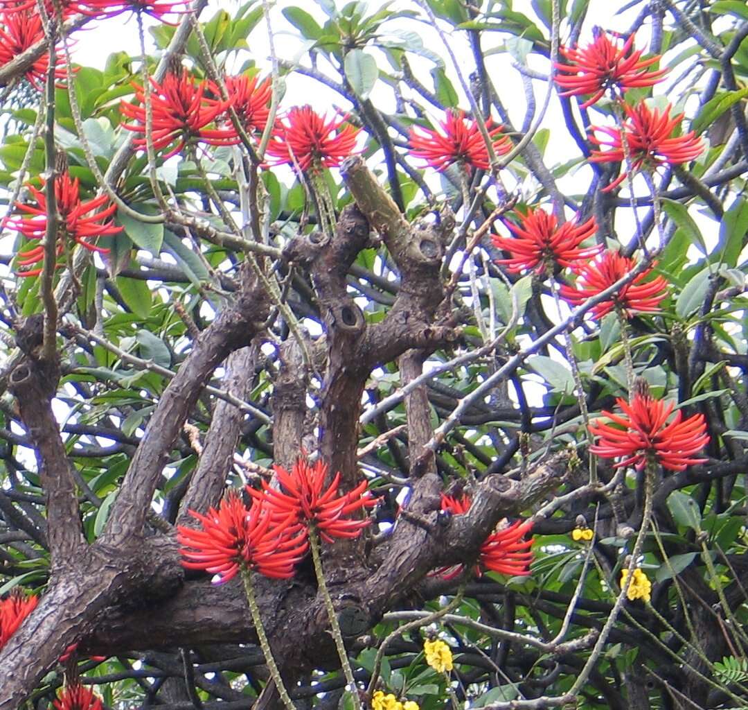 Image of Coral tree