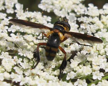 Image of Trichopoda plumipes (Fabricius 1805)