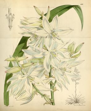 Image of weak-leaf yucca