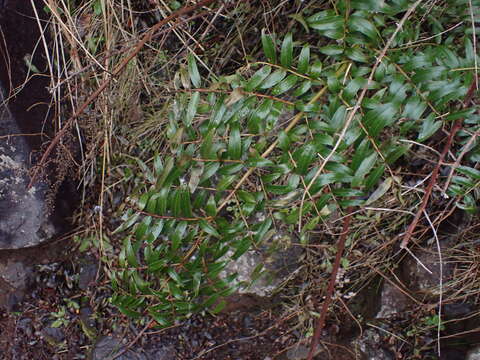 Image of Coriaria pteridoides W. R. B. Oliv.