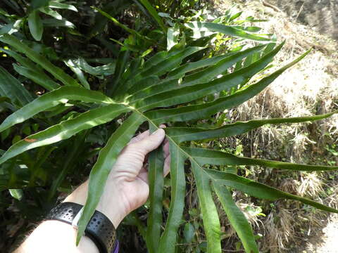 Imagem de Aglaomorpha sparsisora (Desv.) Hovenkamp & S. Linds.