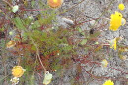 Image of Cotula pruinosa