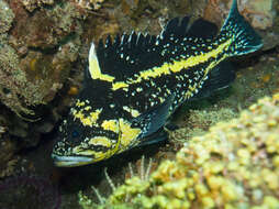 Image of China rockfish