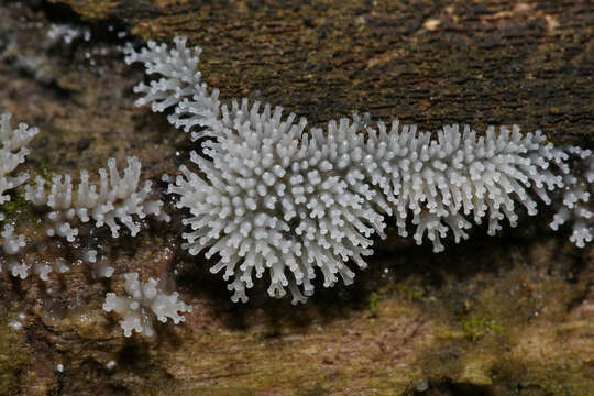 Imagem de Ceratiomyxa J. Schröter ex Engler & Prantl 1889