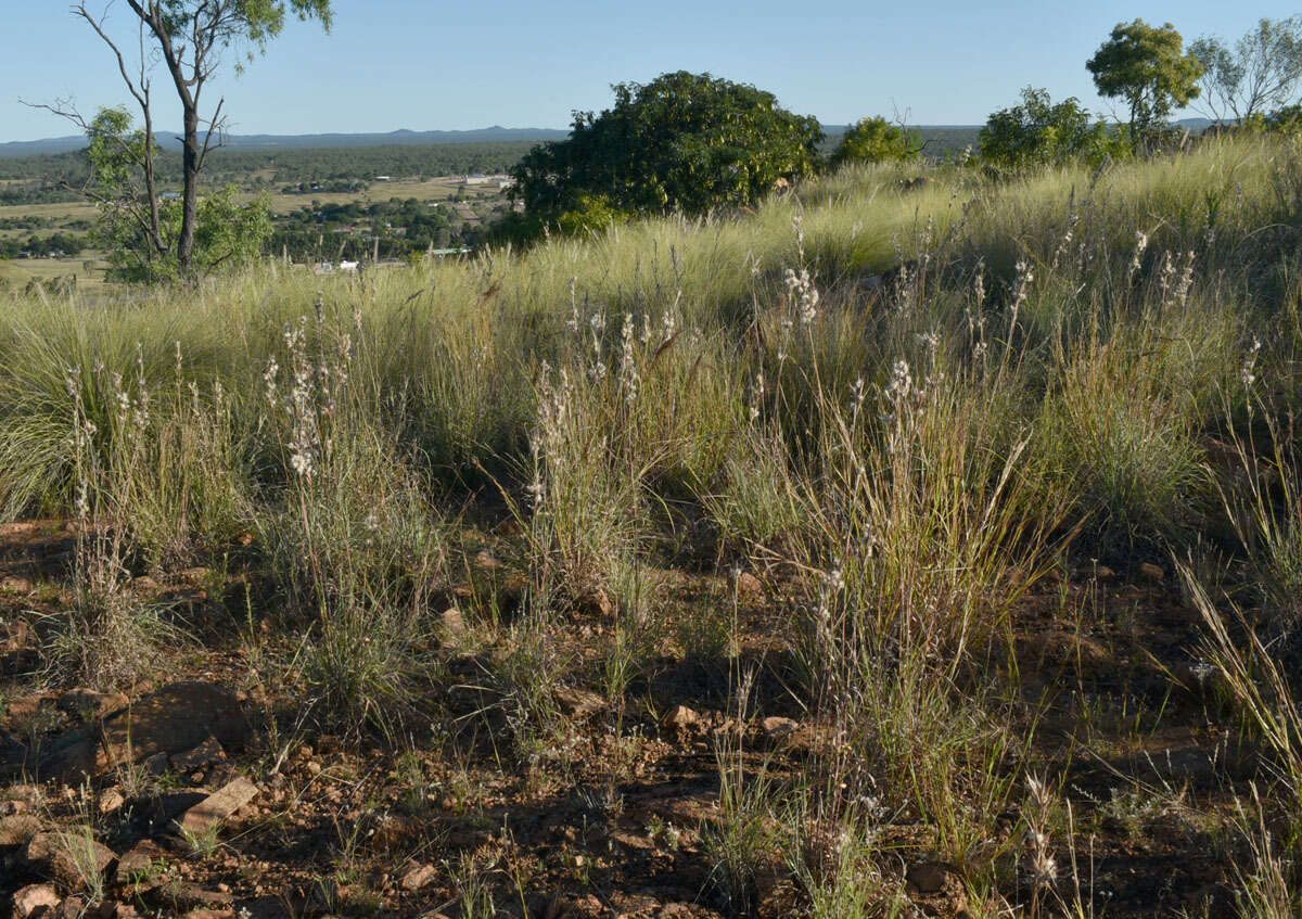 Plancia ëd Cymbopogon bombycinus (R. Br.) Domin