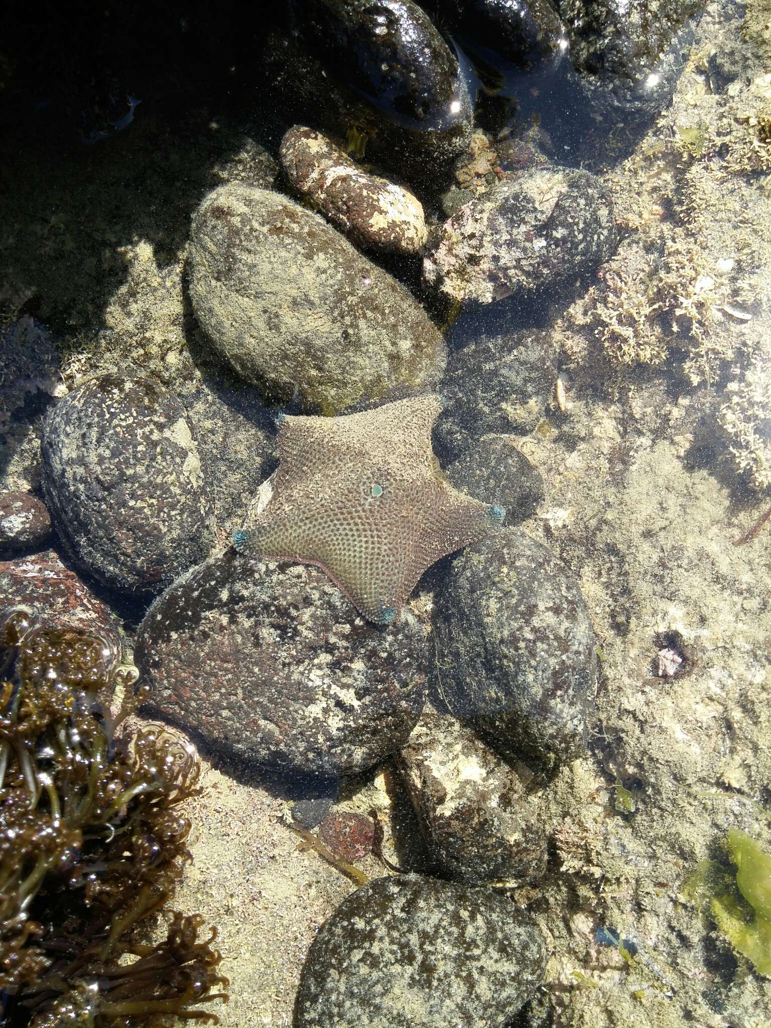 Image of Patiriella regularis (Verrill 1867)