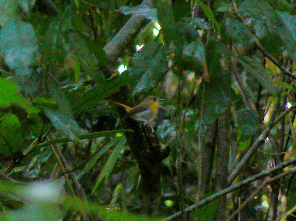 Image of Palawan Flycatcher