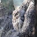 Image of Arizona Whiskered Screech-Owl