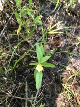 Слика од Malvastrum hispidum (Pursh) Hochr.