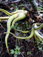 Image de Tillandsia caput-medusae É. Morren