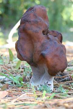 Imagem de Gyromitra infula (Schaeff.) Quél. 1886