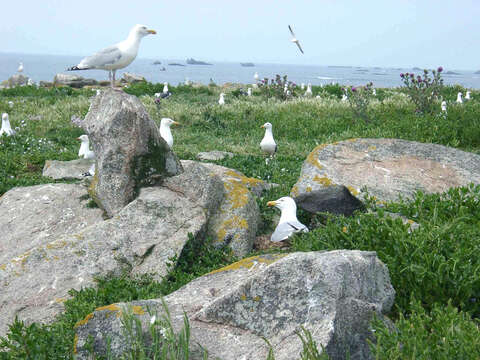 Image of European Herring Gull