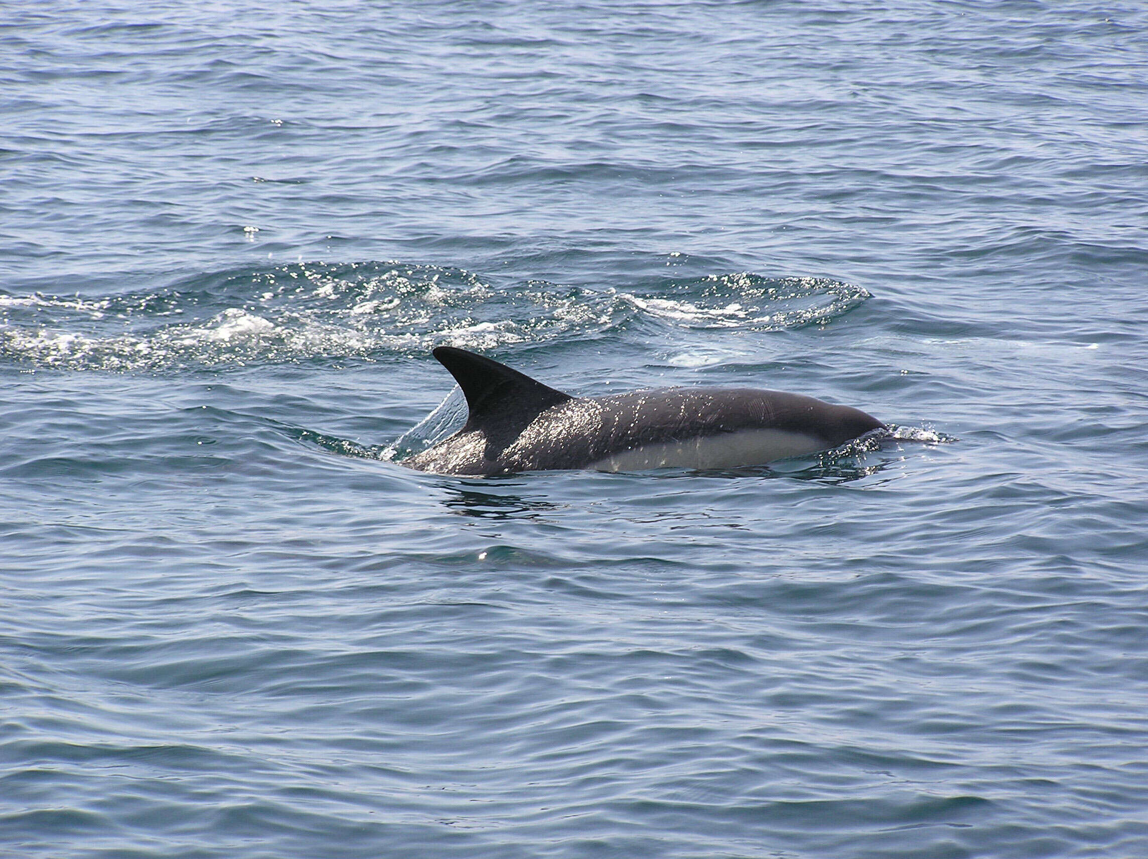 Image of Atlantic Dolphin