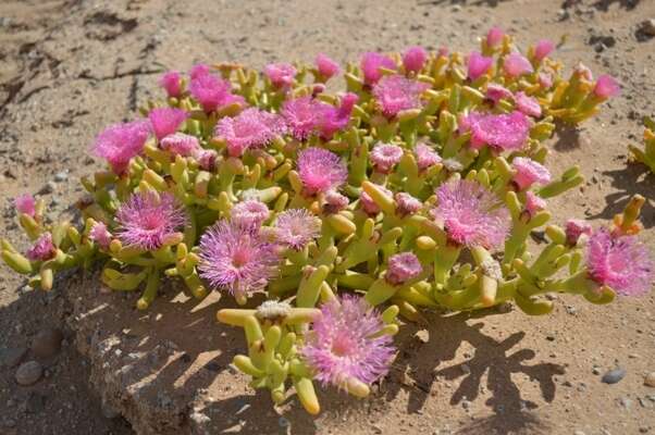 Imagem de Mesembryanthemum hypertrophicum Dinter