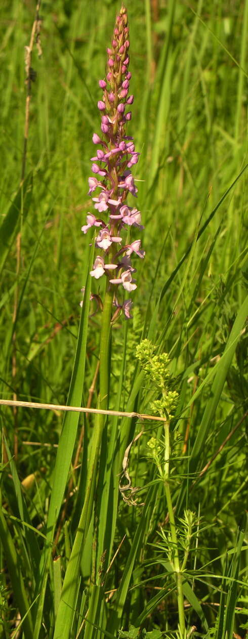 Image of fragrant orchid