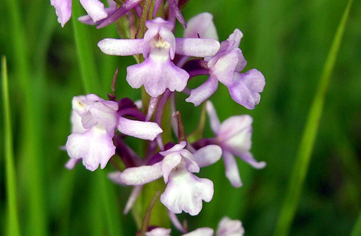 Image of fragrant orchid