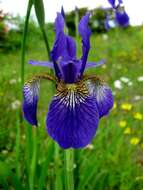 Image de Iris sanguinea Donn ex Hornem.