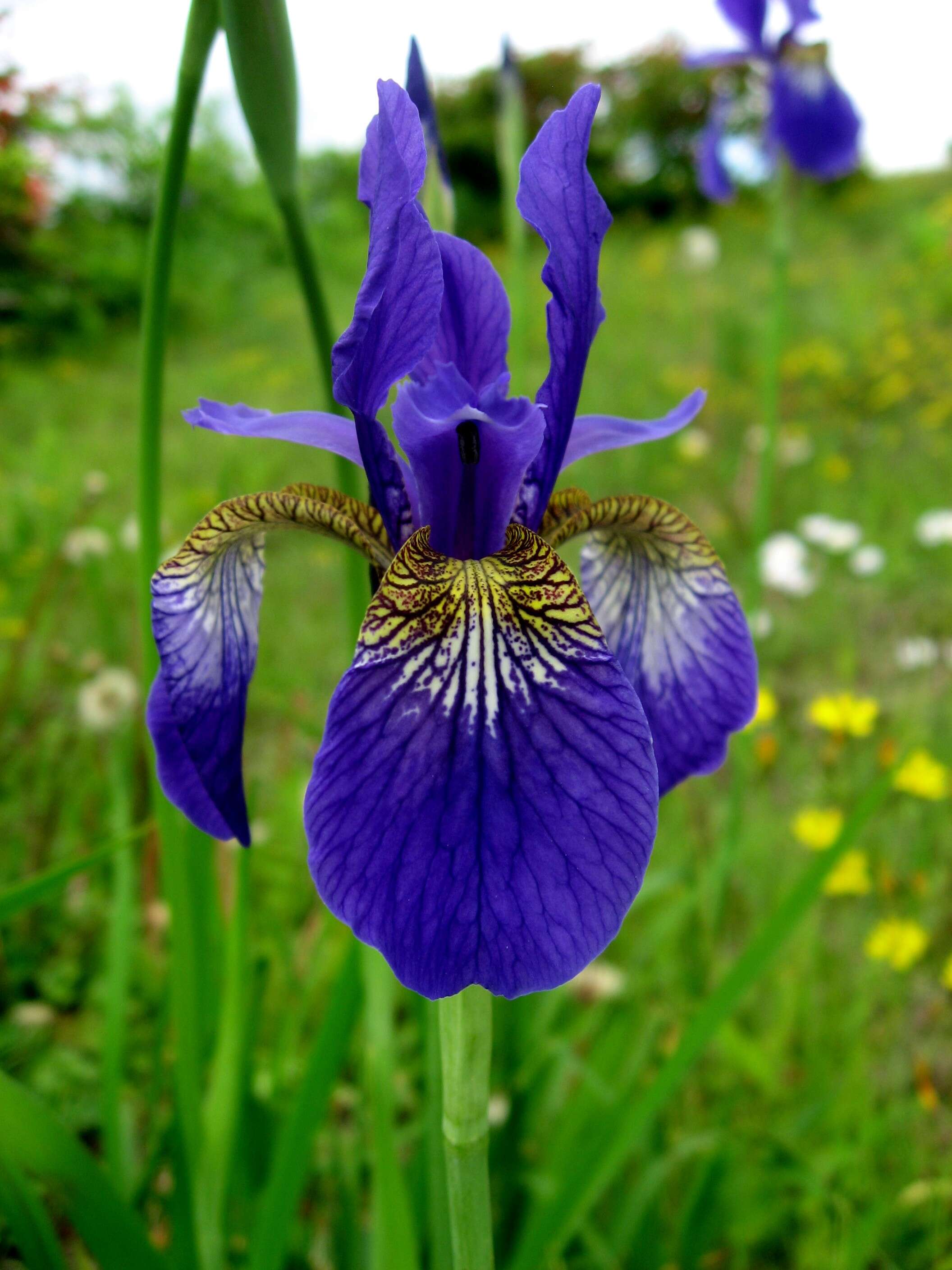 Image de Iris sanguinea Donn ex Hornem.