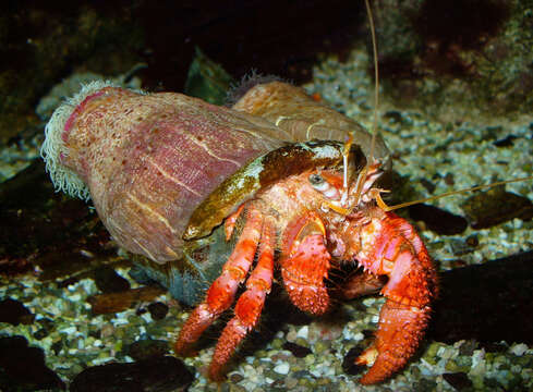 Image of Mediterranean hermit crab
