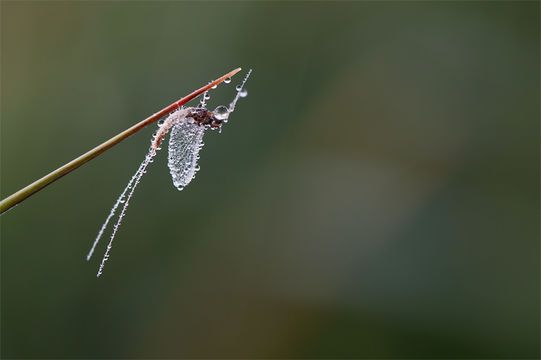 Image of common burrower mayflies