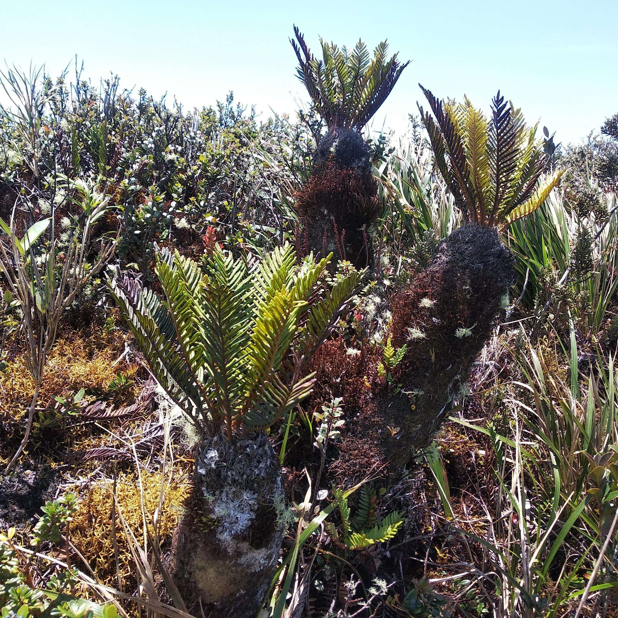 Image of Lomariocycas aurata (Fée) Gasper & A. R. Sm.