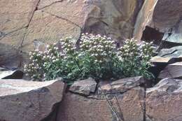 Image of sticky phacelia