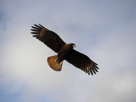 Image of Forster's Caracara