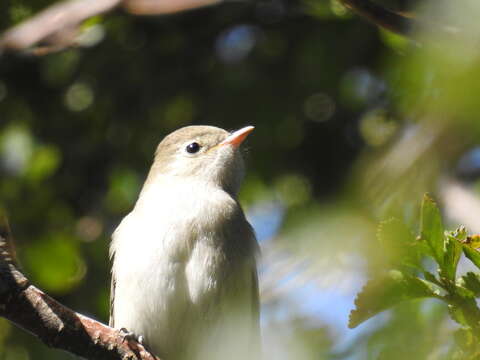 Image of White-crested Elaenia