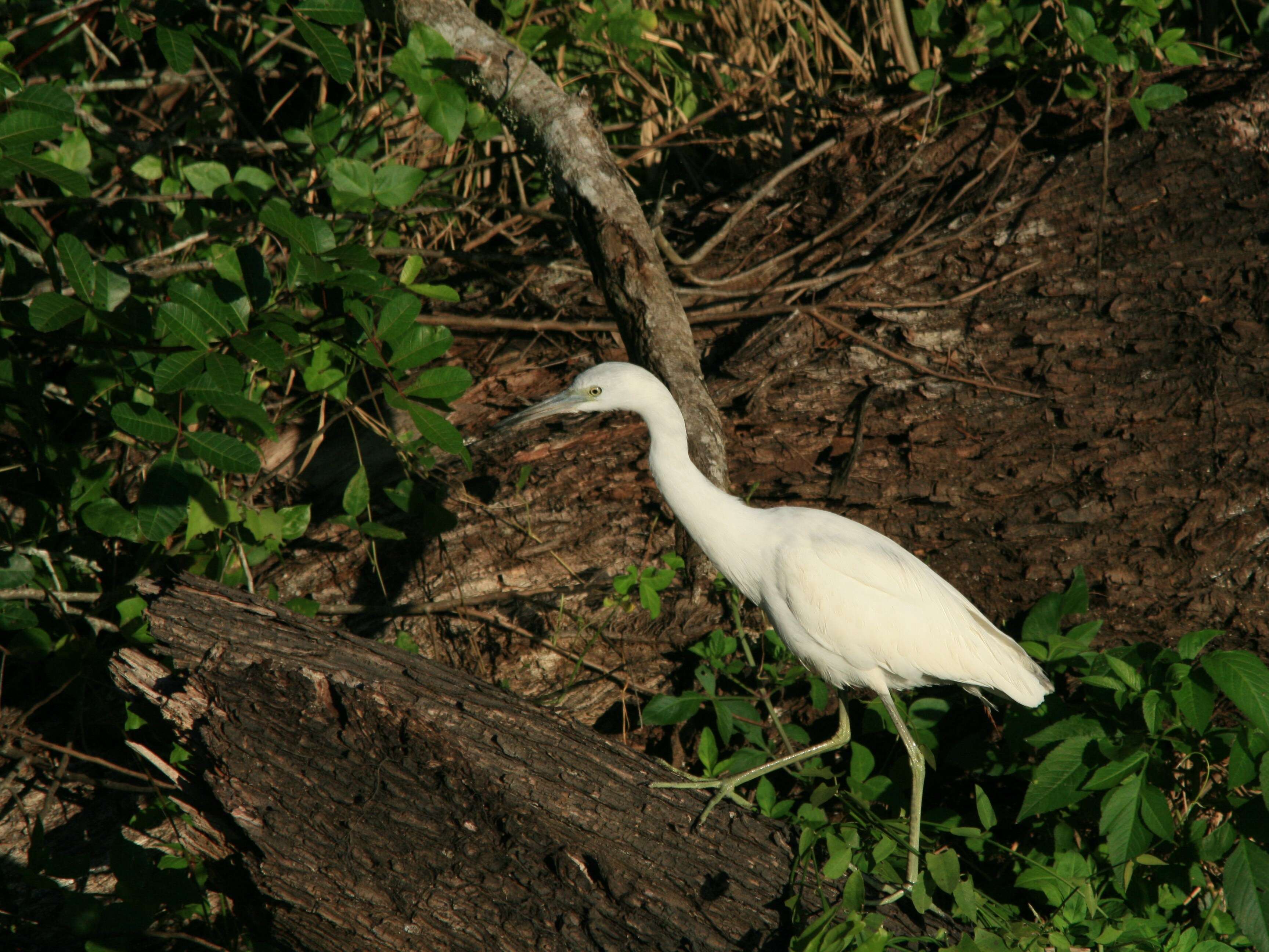 Image of Little Blue Heron