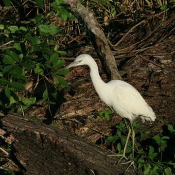 Image of Little Blue Heron