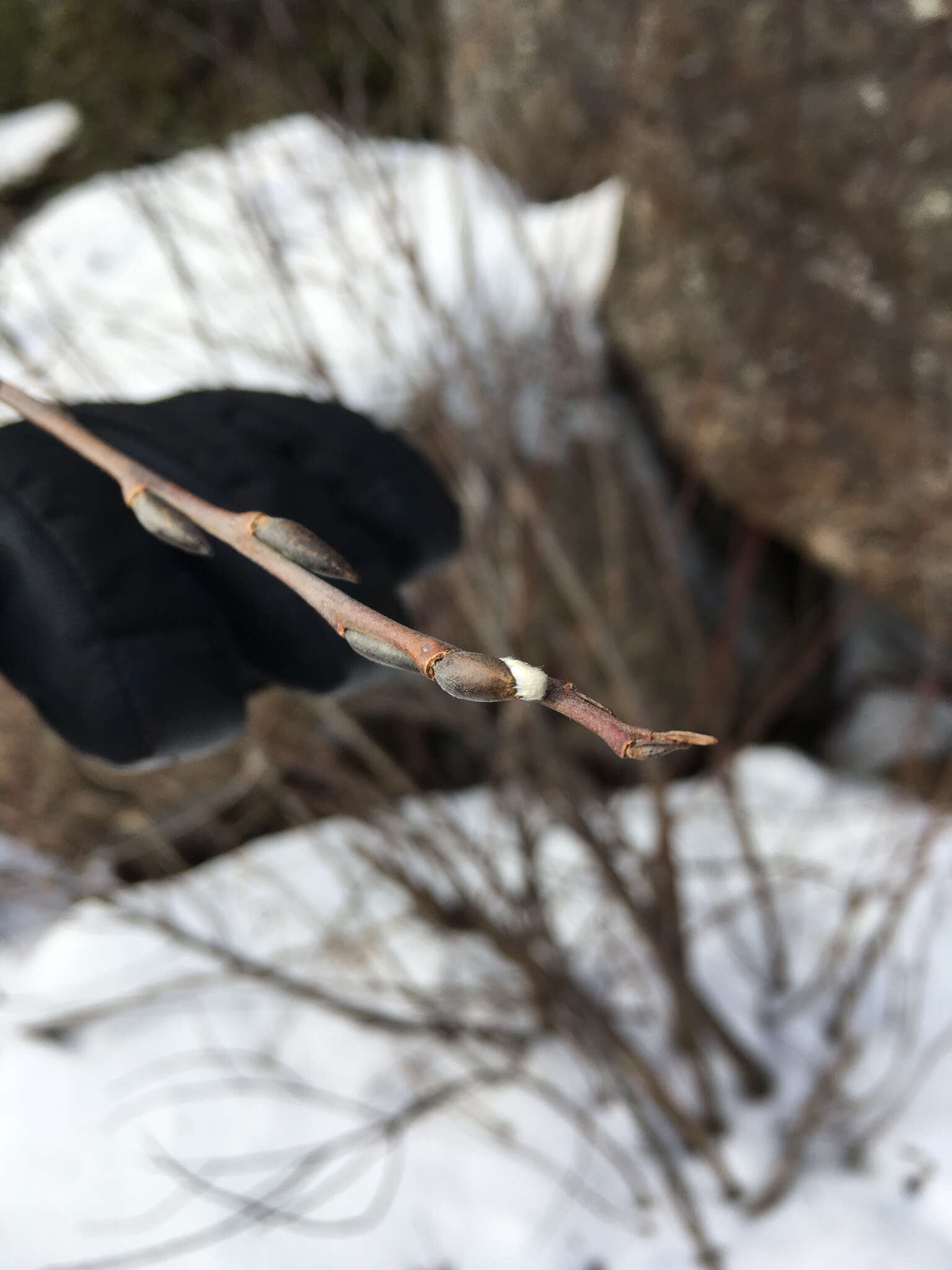 Plancia ëd Salix discolor Muhl.