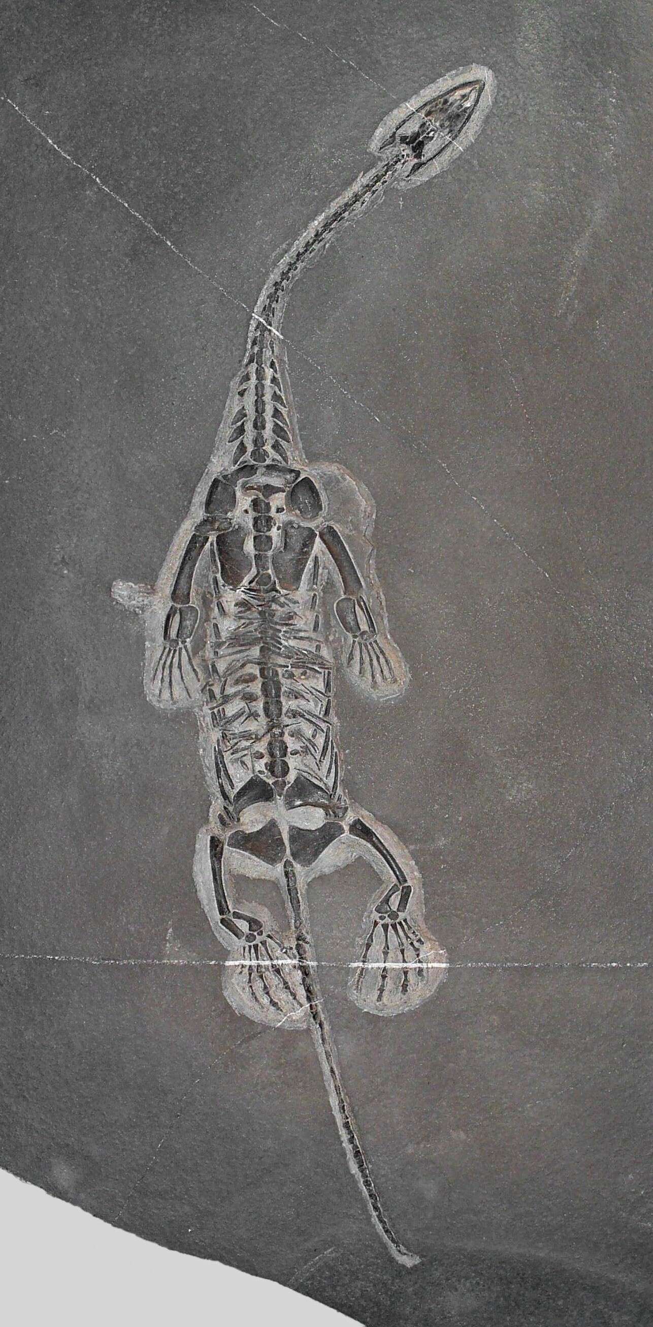 Image of Keichosaurus