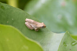 Image of Laughing Tree Frog