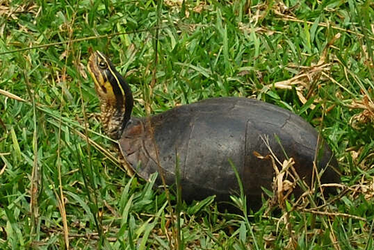 Image of South Asian Box Turtle