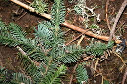 Image of noble fir