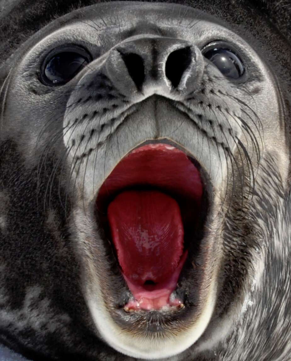 Image of South Atlantic Elephant-seal