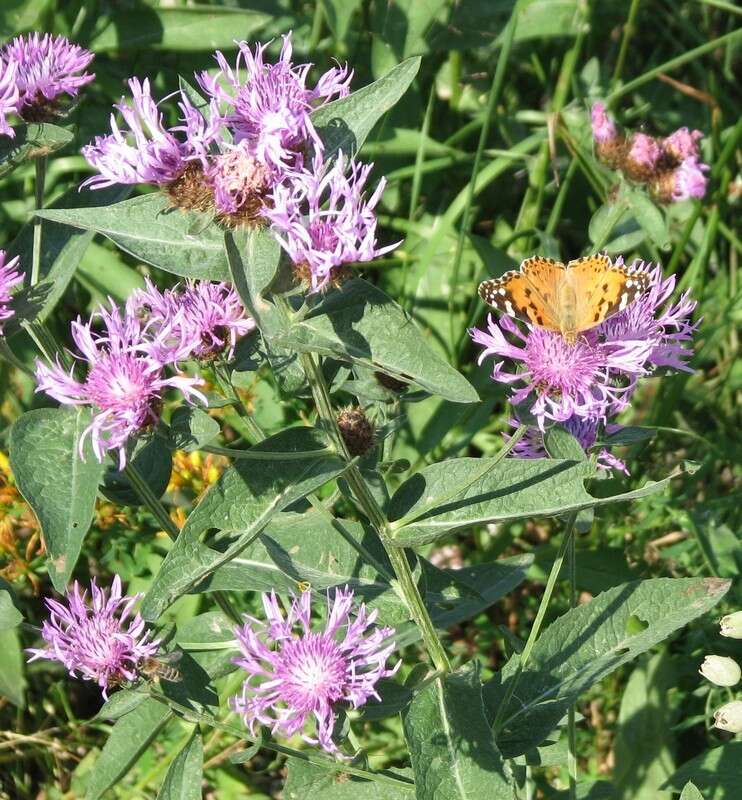 Centaurea phrygia L. resmi