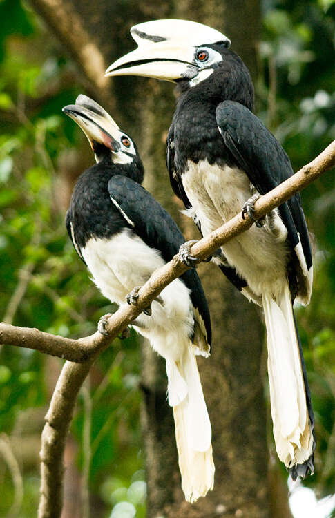 Image of Oriental Pied Hornbill