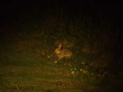 Image of Lepus sinensis formosus Thomas 1908