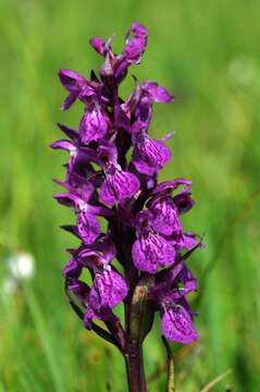 Image of Coeloglossum