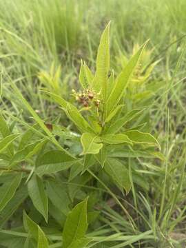 Image of Searsia harveyi (Moffett) Moffett